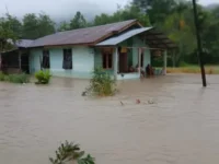 40.000 Hektare Sawah di Sumut, Sumbar, dan Aceh Rusak Akibat Banjir dan Longsor